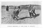 Russian POWs Plant Seeds