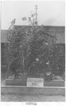 Christmas Tree at Theresienstadt
