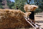 Woman piling wheat sheaves at harvest, Boir Ahmad by Reinhold Loeffler