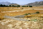 Wheat fields at harvest, Boir Ahmad