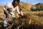 Farmer harvesting wheat in Boir Ahmad by Reinhold Loeffler