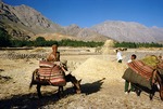 Newly harvested wheat loaded into donkey bags