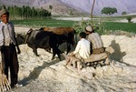 Threshing machine pulled by oxen at wheat harvest, Boir Ahmad