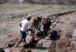 Plowing rice field with oxen in Boir Ahmad by Reinhold Loeffler
