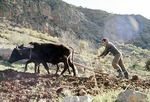 Plowing wheat field with oxen in Boir Ahmad by Reinhold Loeffler