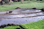 Farmer plowing rice field in Boir Ahmad