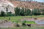 Planting rice in lower lattitudes of Boir Ahmad
