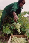 Grape harvest in Boir Ahmad