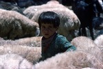 Boy helping with sheep at milking time in rural Boir Ahmad by Reinhold Loeffler