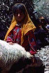 Girl helping with sheep at milking time in rural Boir Ahmad by Reinhold Loeffler