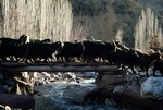 Goats crossing bridge at a herding outpost in Boir Ahmad by Reinhold Loeffler