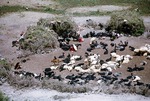 Herding outpost with animal corral, Boir Ahmad by Reinhold Loeffler