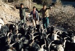 Boys serving as shepherds by Reinhold Loeffler