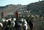 Goat and sheep herd during migration of transhumance pastoralists, Boir Ahmad by Reinhold Loeffler