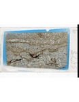 MGRRE_ThinSections_MGRRE_118_73