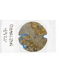 MGRRE_ThinSections_MGRRE-23_22