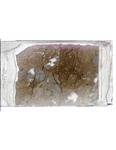 MGRRE_ThinSections_MGRRE-64_15