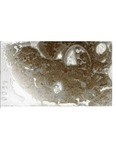 MGRRE_ThinSections_MGRRE-64_50