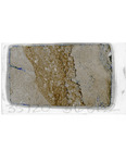 MGRRE_ThinSections_MGRRE-03_21