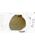 MGRRE_ThinSections_MGRRE-147_3