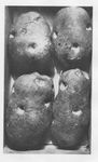 Potato Sabotage by Allied POWs